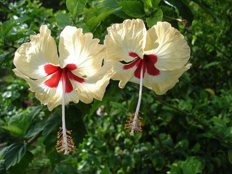 Hibiscus flowering period