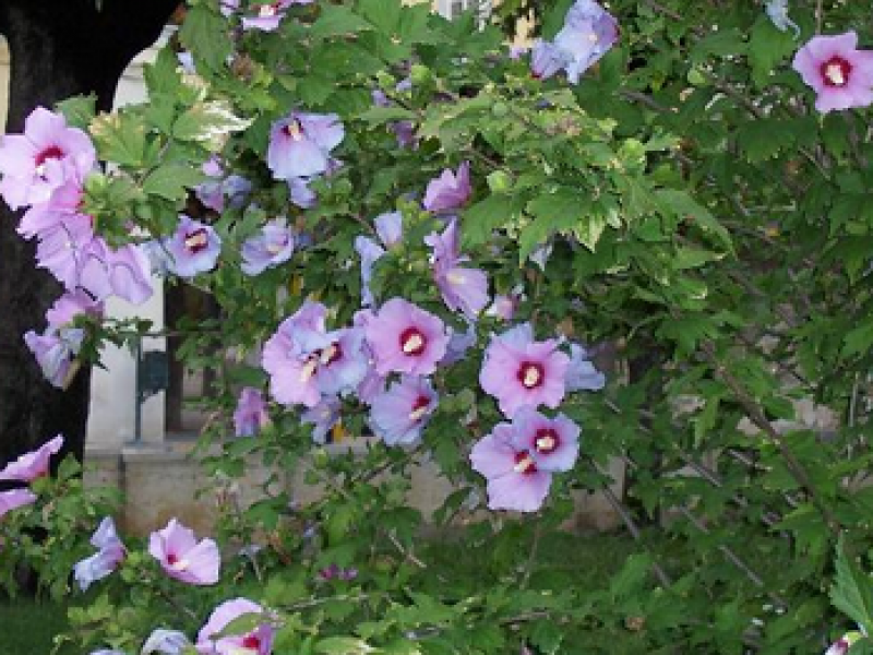 How to care for hibiscus