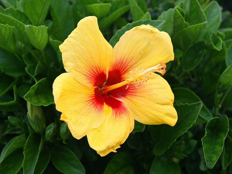 How hibiscus blooms