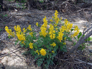 Corydalis is hollow.