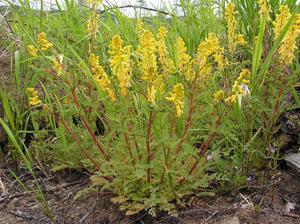 Yellow crested flowers