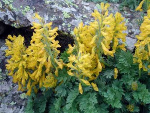 Corydalis large-flowered with yellow flowers.