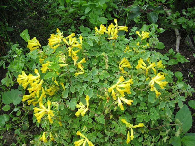 Blooming Corydalis