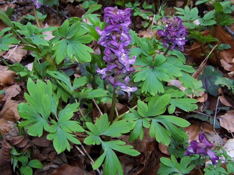 Corydalis plant.