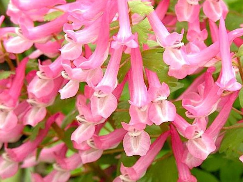 Corydalis - the exquisite beauty of spring flowers