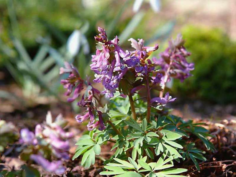 Corydalis varieties