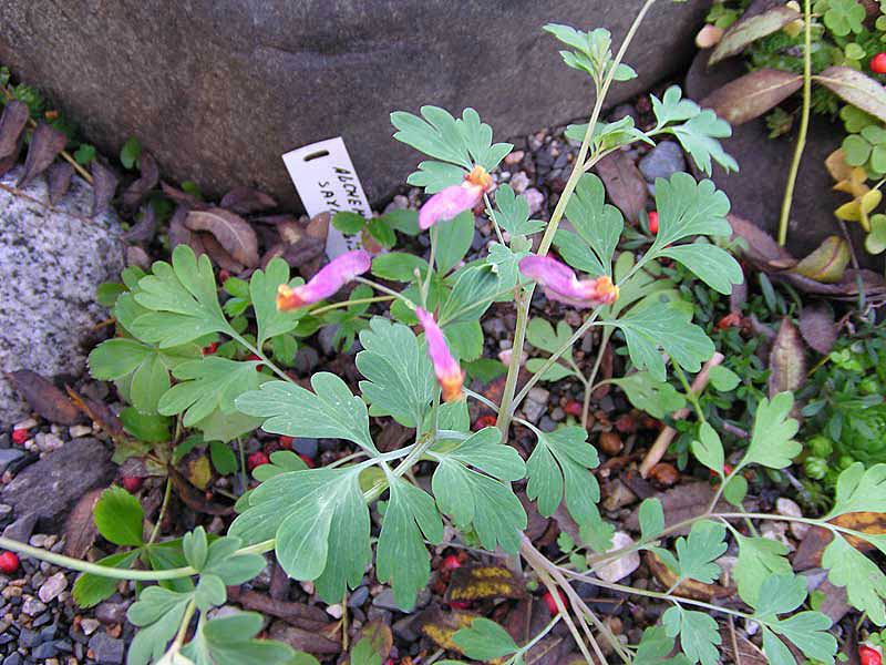 Description of the crested plant