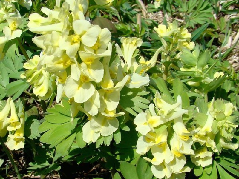 Corydalis large-flowered with yellow flowers.