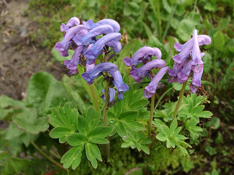 Corydalis hollow