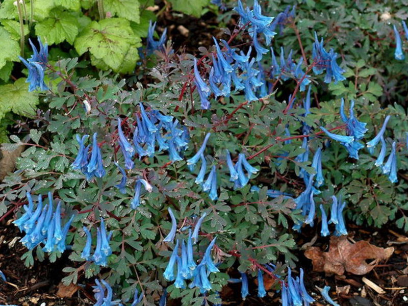 Corydalis flowering period