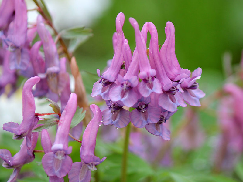 One of the short growing seasons of flowers is the Corydalis