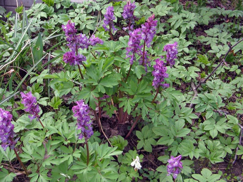 What are the types of corydalis