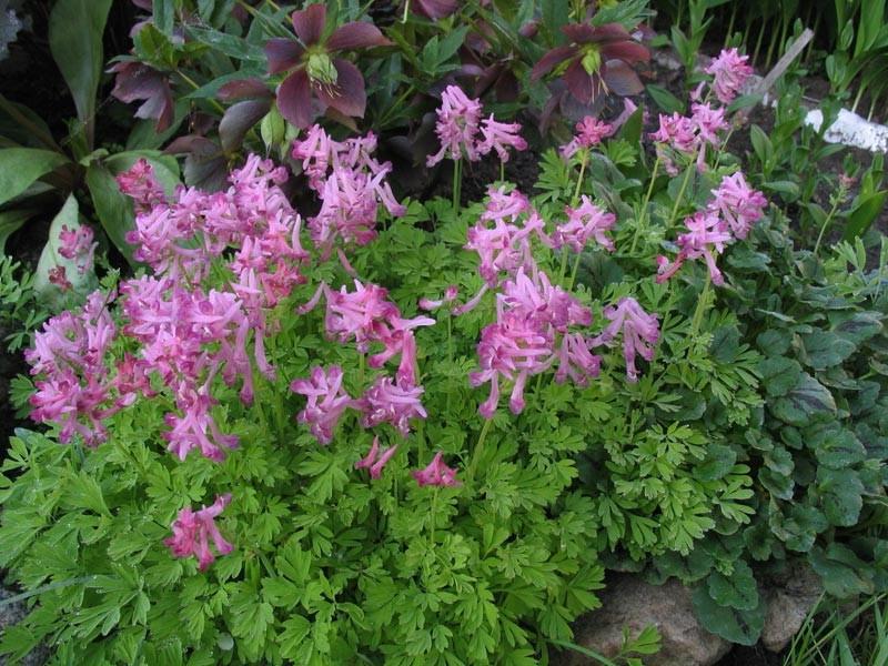 Corydalis plant.