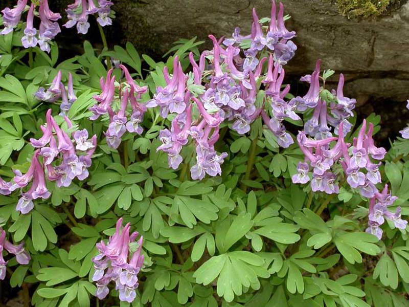 How long does the corydalis bloom