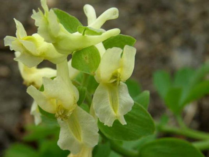 Corydalis - the exquisite beauty of spring flowers