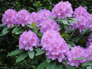 Formation and transplantation of rhododendron