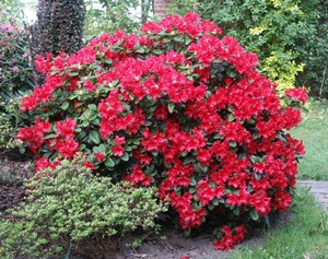 What does a rhododendron flower look like