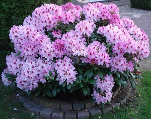 How to prune a rhododendron bush