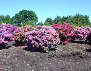 How to properly care for a rhododendron