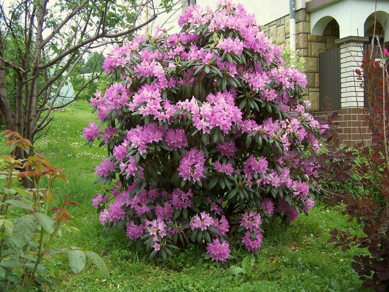 What conditions does rhododendron like?