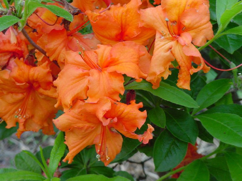 Growing rhododendron in the garden