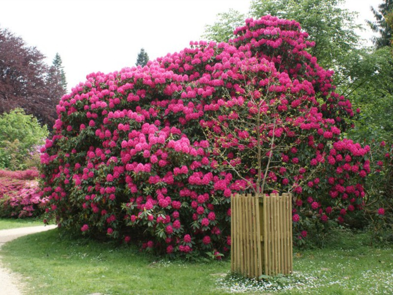 Rhododendron flower name