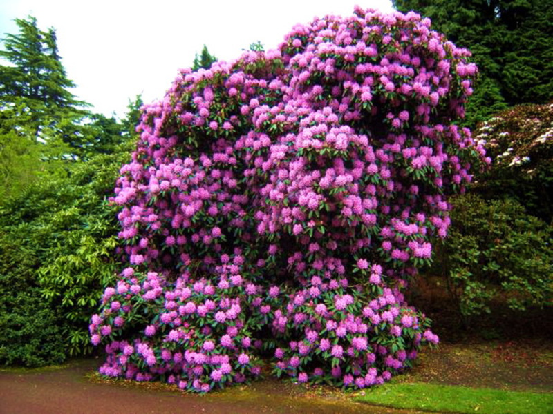 Varieties of rhododendron