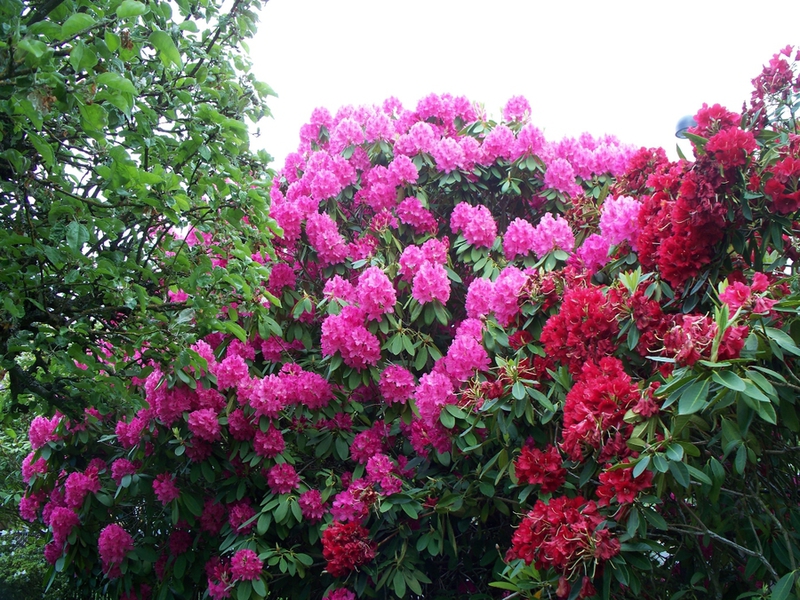 Rhododendron species