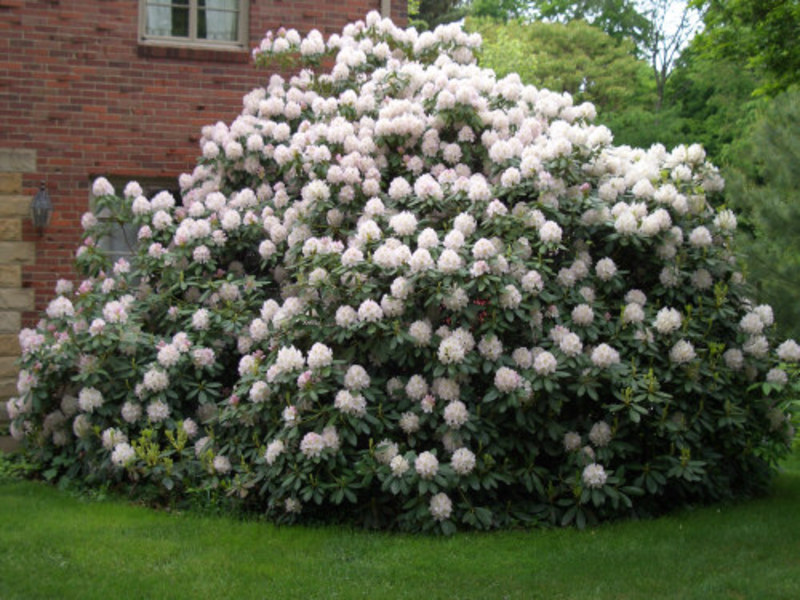 Transplanting and watering rhododendron