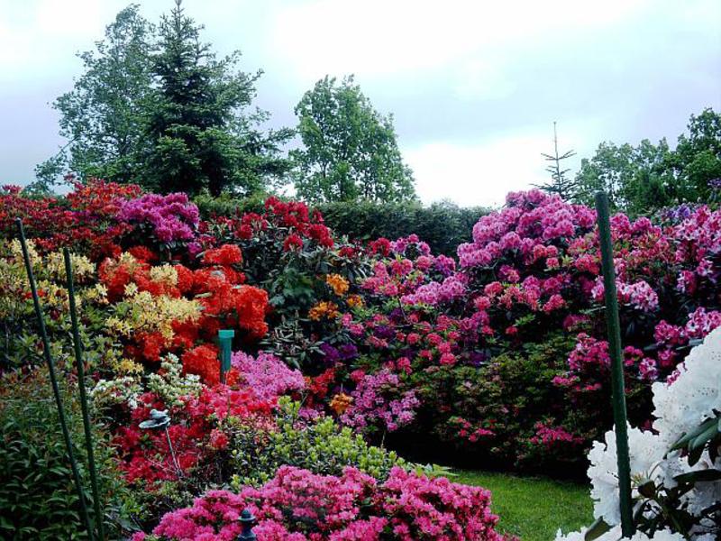 Formation of a rhododendron bush