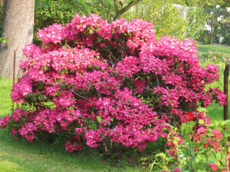 Rhododendron pink