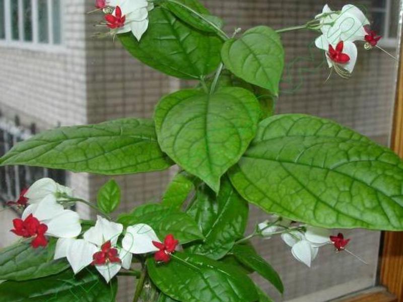 Indoor flowers clerodendrum