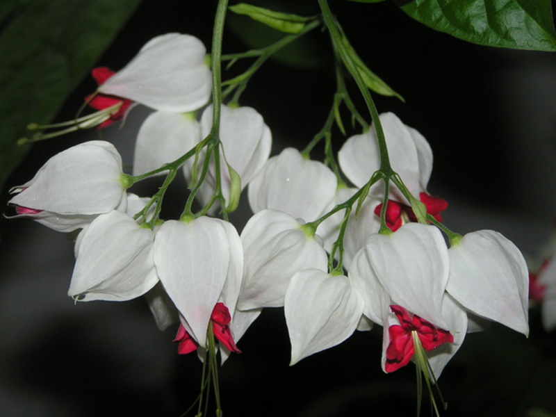 Types of plant clerodendrum