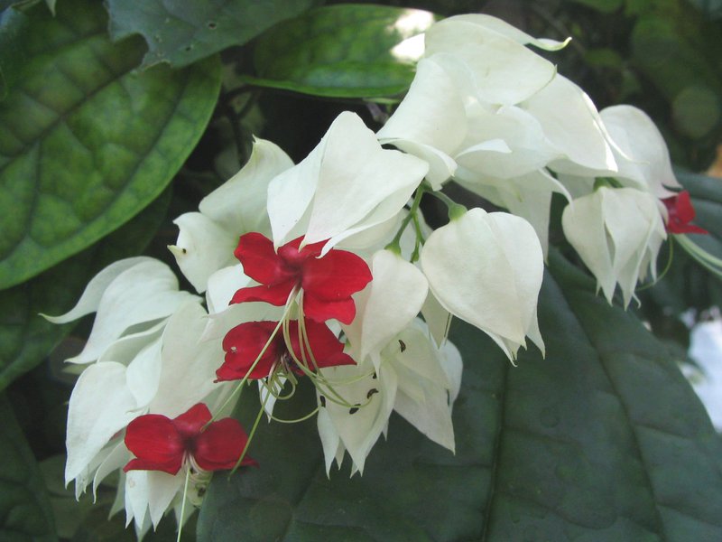 Clerodendrum flowers care