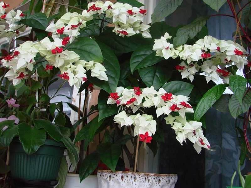 Clerodendrum Filipino