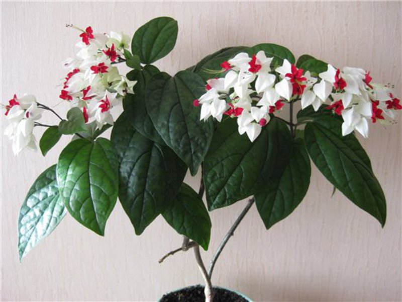 Indoor flowers clerodendrum