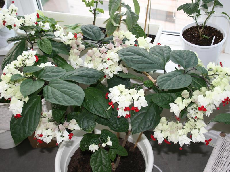 Clerodendrum cultivation and care