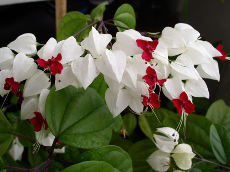 How clerodendrum blooms