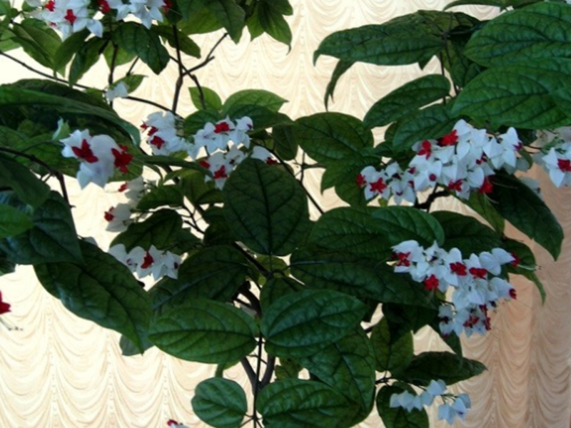 Growing a clerodendrum flower at home