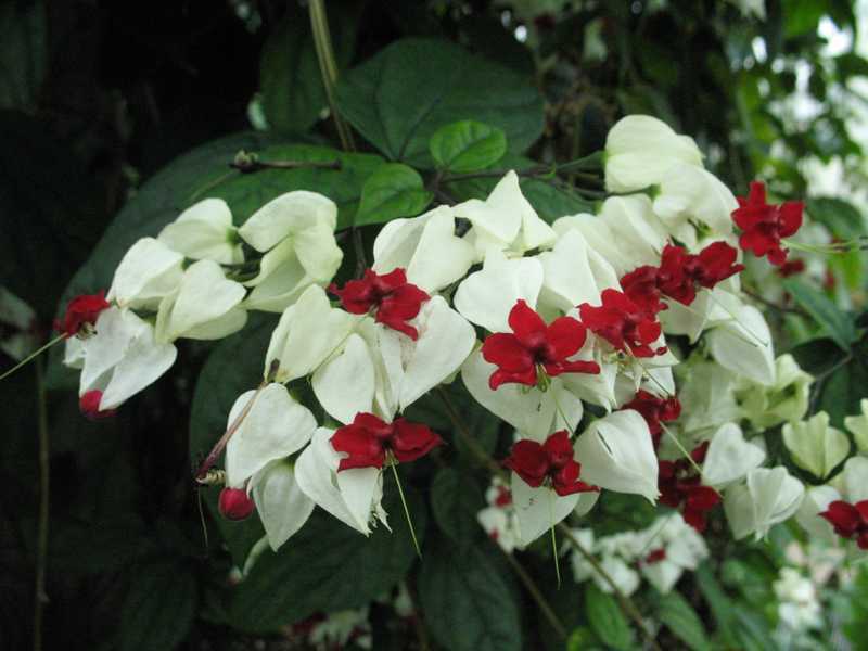 Home flower clerodendrum