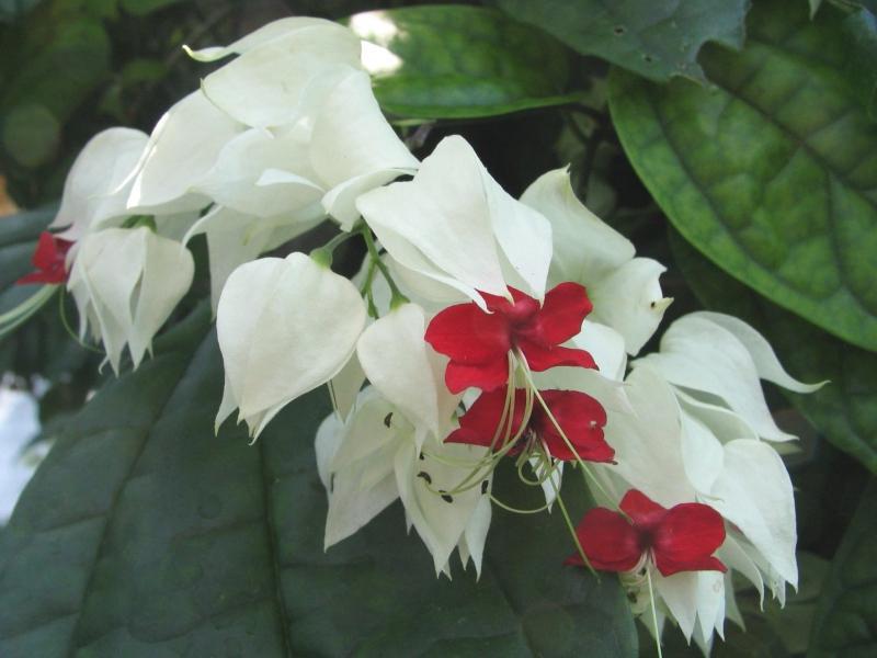 Types of clerodendrum