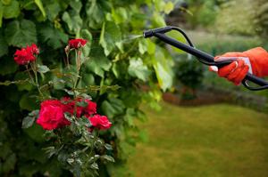 Features of processing roses in the spring from pests and diseases