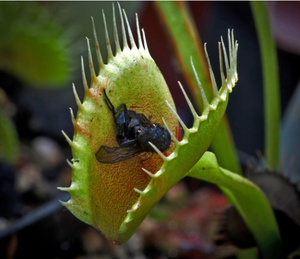 Features of the Venus flytrap