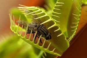 Description of the process of catching insects with the Venus flytrap