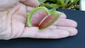 Rules for growing and caring for a plant by a venus flytrap predator