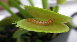 Nuances of feeding the Venus flytrap plant