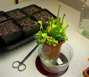 Venus flytrap pests and diseases and plant protection methods