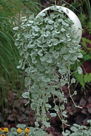 Dichondra species