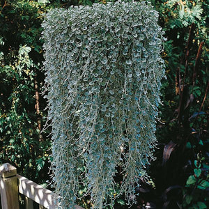 Growing dichondra from seeds and layering.