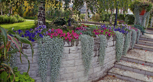 Dichondra care